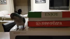 Cunning bird works out how to steal my pizza, but karma wins!