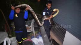 Massive wild python caught outside shop in Thailand