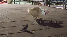 Duck and budgie walk across bridge together