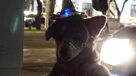 Dog with flashing party hat sits in motorcycle basket
