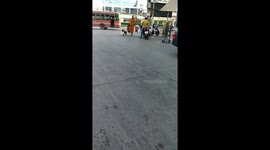 Bulldog carries basket for Buddhist monk's donations