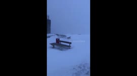 Dogs in the snow