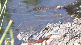 *Sound On* Baby Alligator Calls To Mum Whilst Swimming Next To Her
