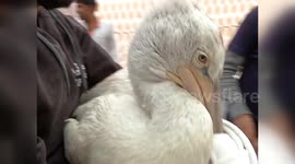 Migratory Delmon Pelican Bird being treated by doctors as it fell victim of Kite flyers in india.