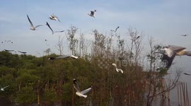 Many seagulls flying around looking for food from humans at sunset.