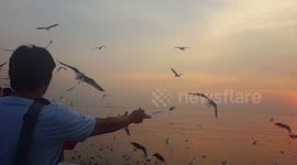 Feeding seagulls from your hand at sunset.