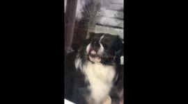 Aussie “helping” clean door