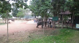 Elephant ,Uda Walawe Elephant Transit Home (ETH), Ath Athuru Sevana, Uda Walawe National Park, Sri Lanka.