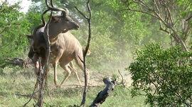 Rare sight of kudu antelope using their massive horns to fight for dominance