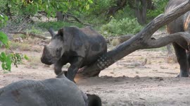 Young white rhino enjoys a good belly scratch on a tree