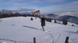 throwing a dog in a slow shot, the dog falls on the head, funny