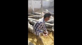 Crocodile hunt