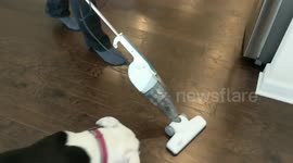 Dog Tries To Attack Vacuum