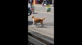 Panic-stricken mother dog attempts to stop cars after her puppy was ran over