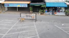 Funny scene as two dogs bark at each other from either side of metal barrier