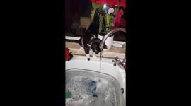 Kitten drinking from running tap