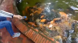 The carp fish interested in eating from the baby bottle