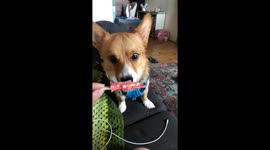 Albus the Corgi eating ice cream