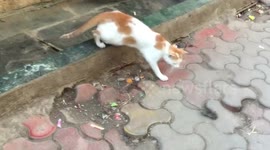 Smart mouse escape from the clutch of Cat in India.