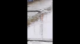 Python dips its head into canal to have a drink of water