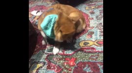Corgi decides to be a rug