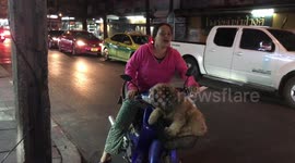 Big dog sits in owner's motorcycle basket