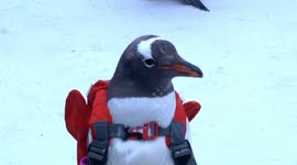 Backpack-clad penguins at Harbin snow festival anger Chinese netizens