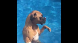 Boxer Dog Walking in Pool