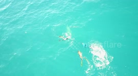 Drone films bull shark attack on spearfishing team off Florida