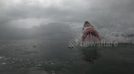 Intense Close Up Of Great White Sharks Powerful Bite