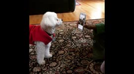 Small dog howls along with himself