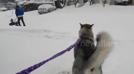 Alaskan Malamute Sojou reaction to her 1st 2019 Snowstorm