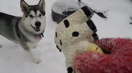 Alaskan Malamute Sojou Happy Snow Dog Plays