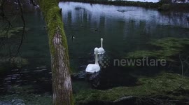Swans in love swim in the swim. the recording was made in Sarajevo at the source of the water