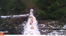 Stoat likes eggs! A lot!