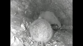 Woodmice are tough! Winner stays in!