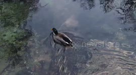 recorded 2 ducks swimming at the source of water