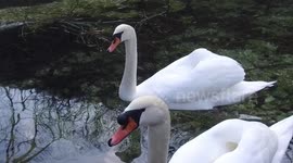 the swan swans swim, recorded at the location of the