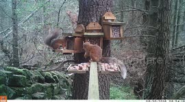 Red Squirrels love nuts!