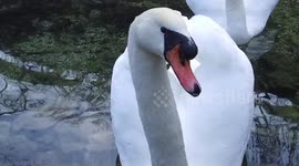 the swan swans swim, recorded at the location of the