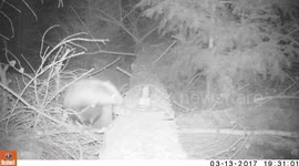 Up close and personal with a Badger