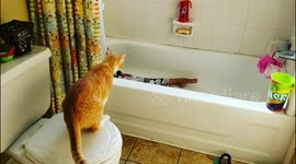 Kitten Checks to Make Sure Human is Okay