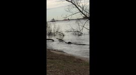 Puppy rescuing tree from river
