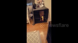 This woman has trained her dog with Harry Potter commands