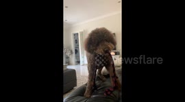 Newsflare Edit - He's a Psychic! Dog knows exactly what owner is asking