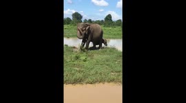 Elephant in Sri Lanka