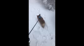 Corgi NOPING through the snow