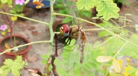 Hopper on the plant