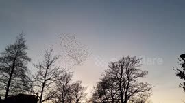 Starling in flight in waves beautiful