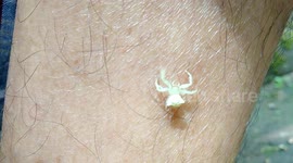 Baby spiders blocked by feathers when climbing humans